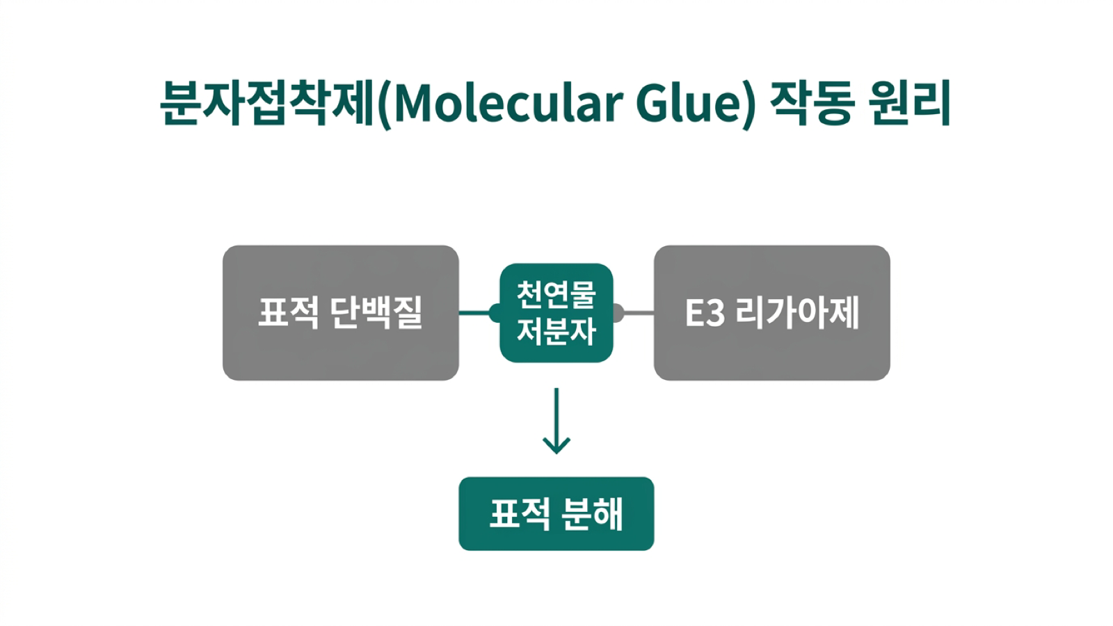 분자접착제(molecular glue) 작동 원리 도식
